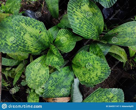 The Licuala Palm From Breeders Has Leaf Shapes Stock Image Image Of