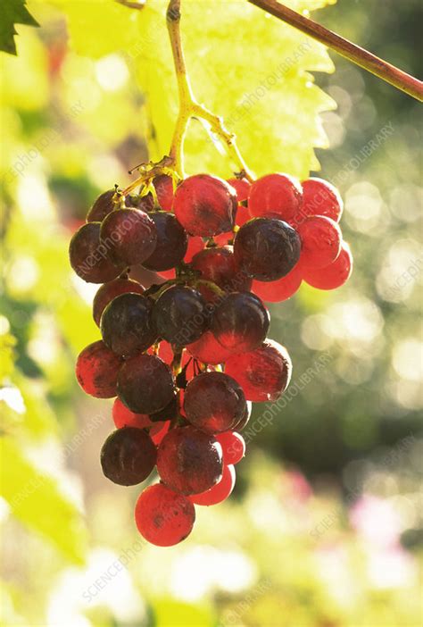 Vitis Vinifera Aladdin Stock Image B8420513 Science Photo Library