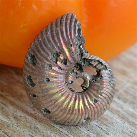 Аммонит РАКУШКА, окаменелость, 19Х15 мм, АРТ:6-2206 купить в интернет ...