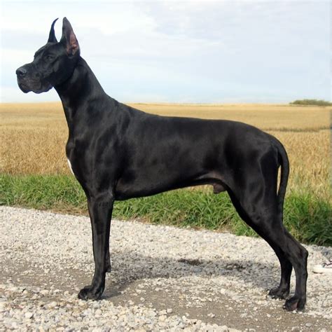 great dane info temperament lifespan puppies pictures