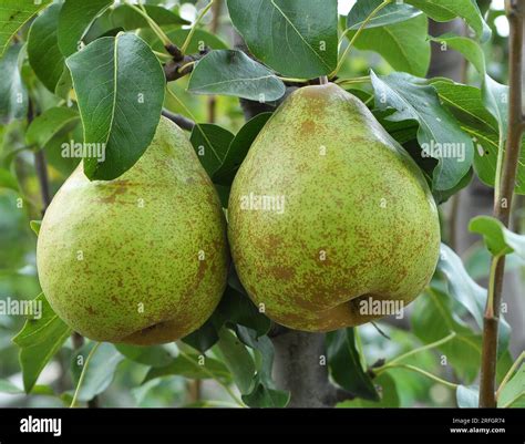 In The Orchard Pears Ripen On The Tree Branch Stock Photo Alamy