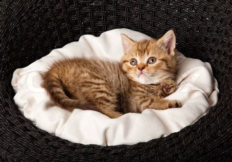 Kitten Sleeping In The Basket Stock Photo Colourbox