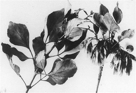 Future Plants By Randy Stewart Fraxinus Ash
