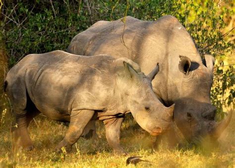 Day Murchison Falls Tour Go Rhino Tracking In Uganda S Big