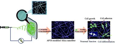 Chemically Modified Electrospun Silica Nanofibers For Promoting Growth