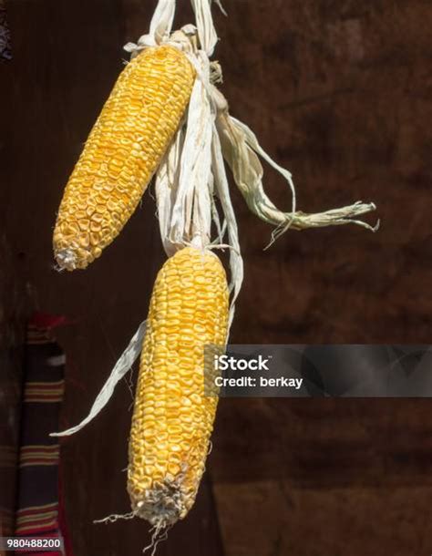 Jagung Kering Pada Tongkol Kernel Dikupas Foto Stok Unduh Gambar