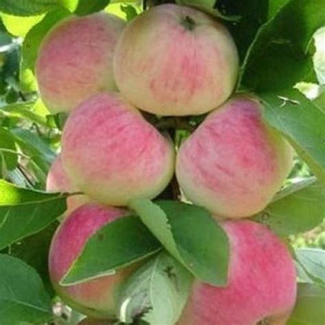 Купить саженцы Яблоня Орловское полосатое в питомнике. Для сорта Яблоня ...