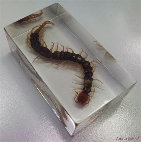 Сколопендра- Стихи про насекомых- Смешные стихи- Old Hamster- ХОХМОДРОМ