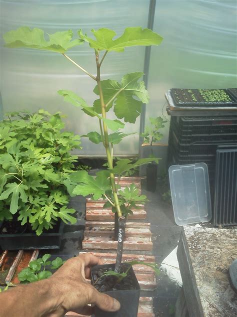 Growing fig trees in compost socks - General Fruit Growing - Growing Fruit