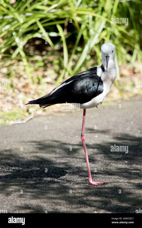 The Black Winged Stilt Is A Black And White Water Bird Stock Photo Alamy