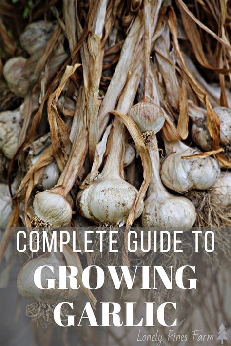 How To Grow Garlic The Complete Guide Growing Garlic Grow Garlic