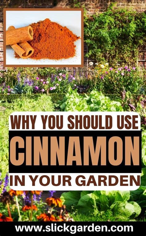 Why You Should Use Cinnamon In Your Garden Cinnamon Uses Organic