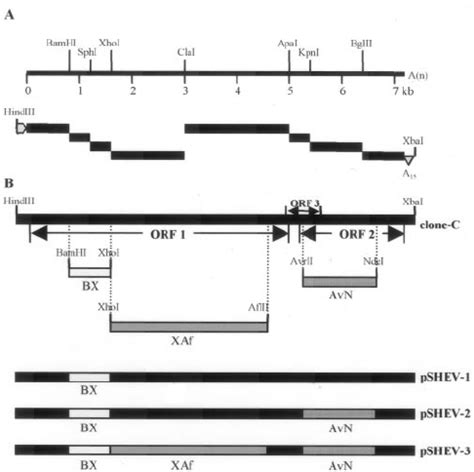 Construction Of Full Length CDNA Clones Of Swine HEV A Assembly Of A