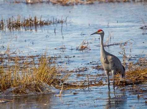 Sandhill Crane Stock Photo Image Of Predator Foraging 66430438