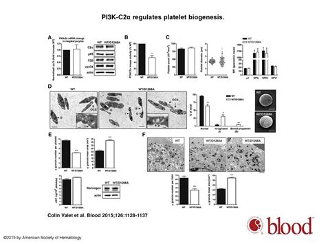 Essential role of class II PI3K C2α in platelet membrane morphology