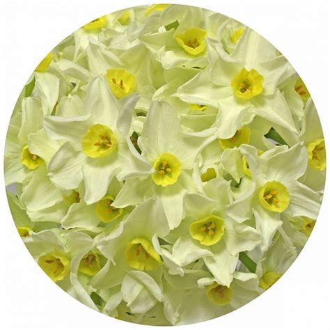 Нарцисс Карлтон (Сarlton)