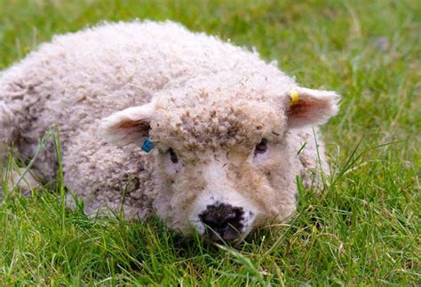 5 Best And Fun Things To Do In Needham Market Suffolk Suffolk