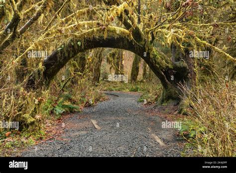 Wa22122 00washington A Broken Mapple Tree Bending Over The Trail