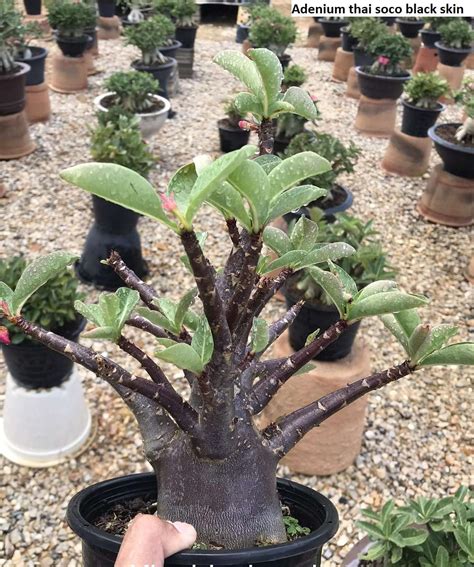 Adenium Thai Socotranum with black skin (Desert Rose) / 5 seeds [RARE ...