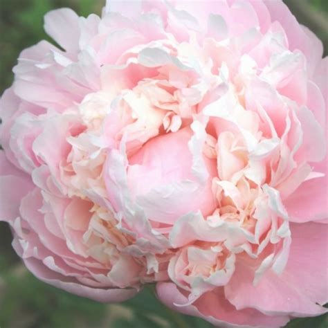 Пион молочноцветковый 'Мун Ривер' (розово кремовый) купить по цене 720 ...