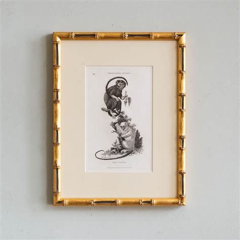 Monkeys - Great-Eared Monkey, and Fair Monkey, - LASSCO - England's