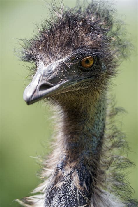 portrait   emu   sun  time     zoo  flickr