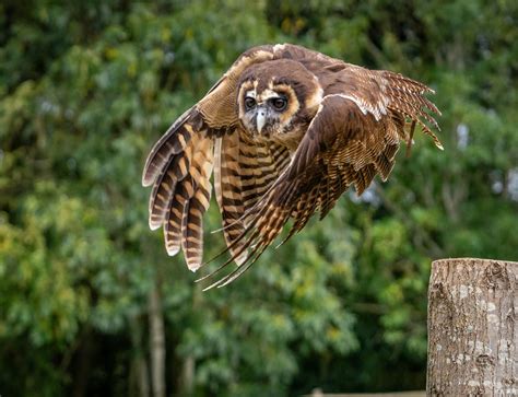 homepage  raptor foundation
