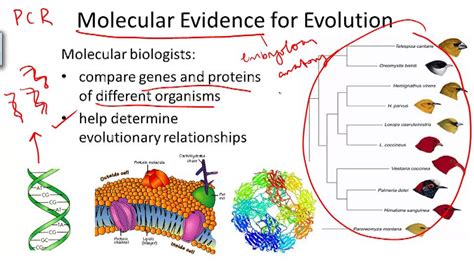 Evidence For Evolution Ck 12 Foundation