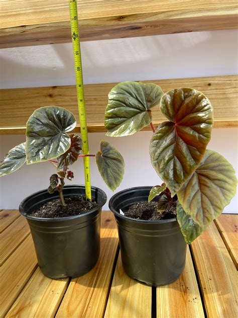 Begonia thurstonii - Etsy