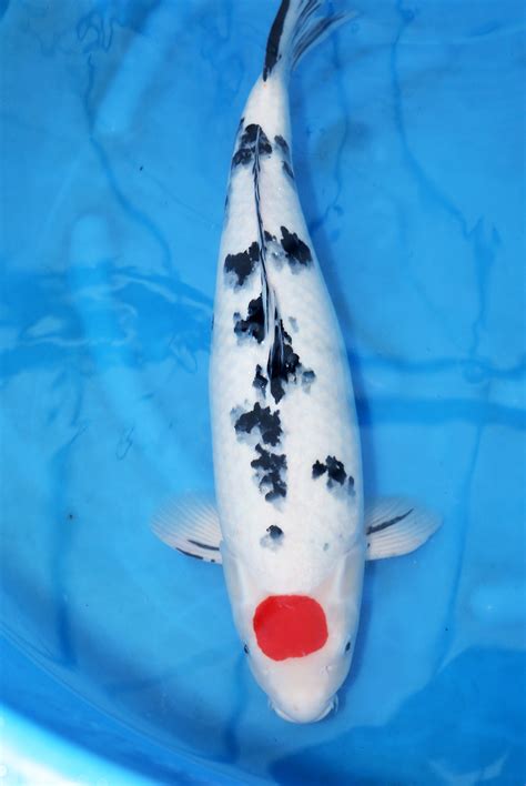 Koi ab 500 Euro kaufen, Kois kaufen, Koi bestellen, Koihändler - Seite 1