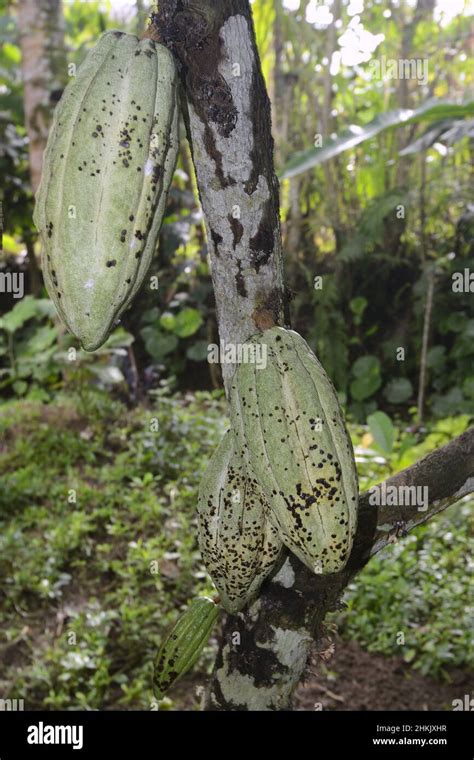chocolate, cocoa tree (Theobroma cacao), immature cocoa fruits on a ...