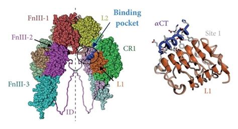 representation   crystal structure   ectodomain