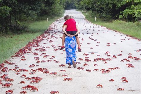 9 Fakta Menarik Pulau Natal Milik Australia Yang Lokasinya Dekat Pulau