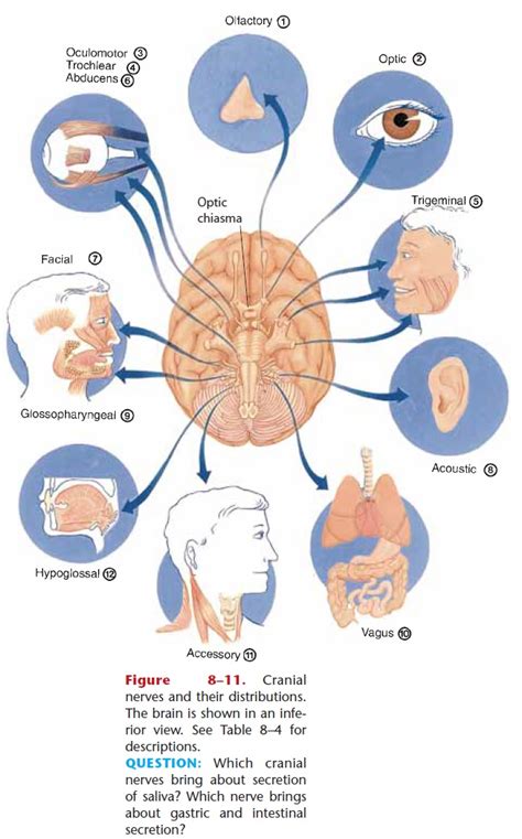 Cranial Nerves