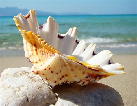 Пазл «Необычная раковина» из 130 элементов | Собрать онлайн пазл №299809