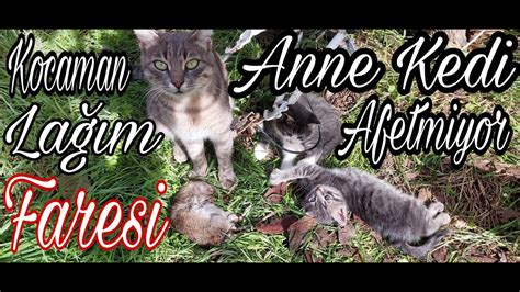 Anne Kedi Afetmiyor Kocaman La M Faresi Yakalad Youtube