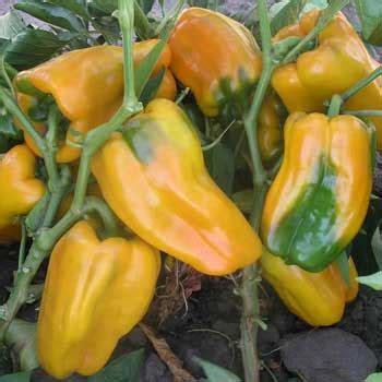 Перец «Джемини» — описание, фото и характеристики сорта