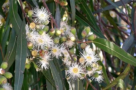 Eucalyptus Nicholii 35l Big Jims Garden Centre