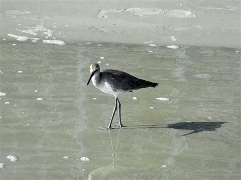 Beach Birds Coastline Free Photo On Pixabay Pixabay