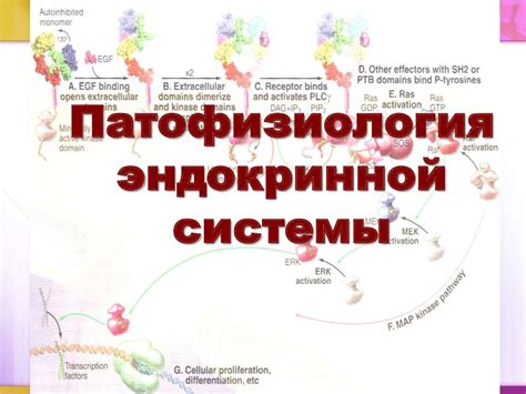 Патофизиология эндокринной системы - презентация онлайн