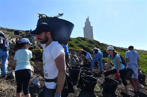 Lucha contra las especies invasoras en la Torre La Opinión de A Coruña