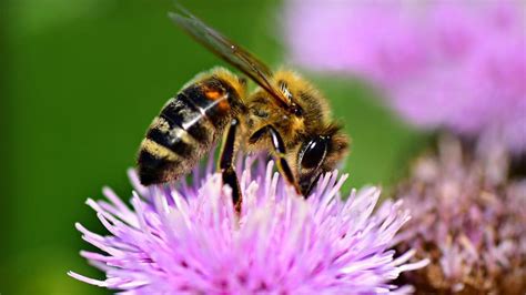Insecticidas neonicotinoides serán restringidos en EEUU