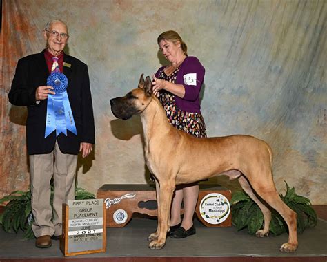 Great Dane Puppies For Sale In North Carolina