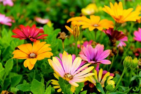 Daisy Flowers K Colorful Hd Wallpaper Rare Gallery