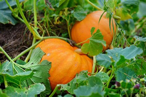 Guía completa de plantación de calabaza paso a paso para un huerto