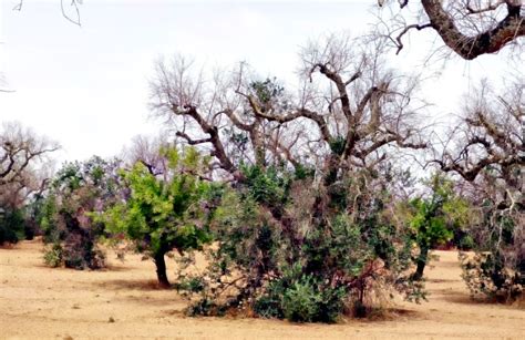 Bari Xylella Coldiretti Batterio Avanza Km Allanno Sos Ulivi