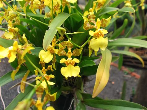 Gallerani OrquÍdeas Oncidium Longipes Albino