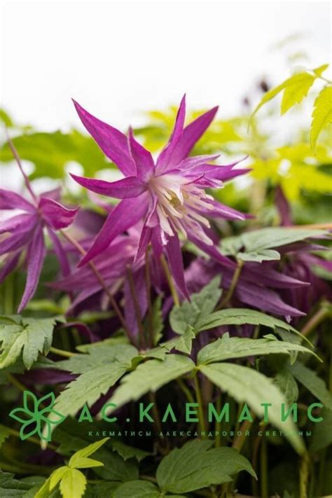 Купить Клематис Пурпур Сюрпрайз (Purple Surprise) — АС-Клематис