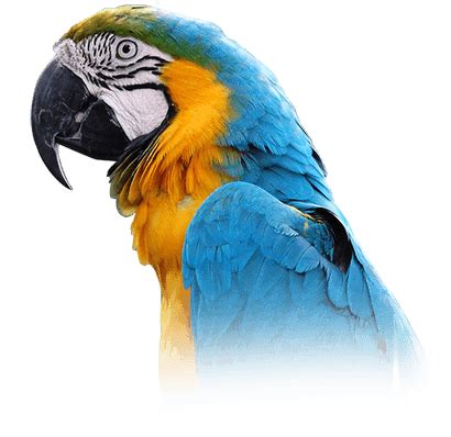 Macaw Personality, Food & Care – Pet Birds by Lafeber Co.