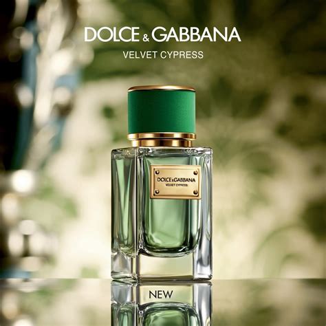 Dolce & Gabbana Velvet Cypress Review, Price, Coupon - PerfumeDiary